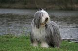 BEARDED COLLIE 285